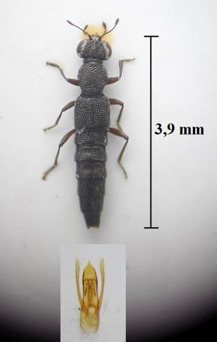 Réf. 260 644 : Stenus brunnipes